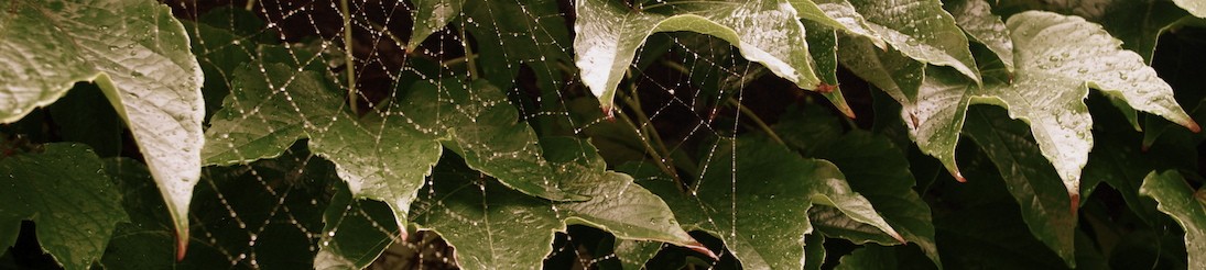 in the ivy