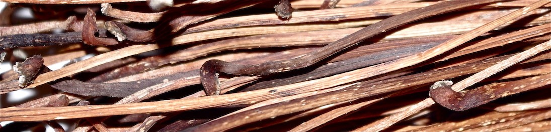 chestnut stems