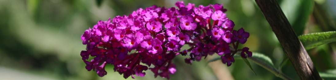 trail blossom