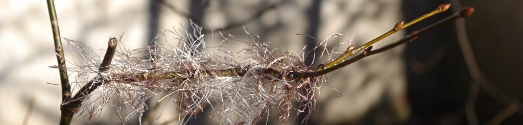 out on a limb