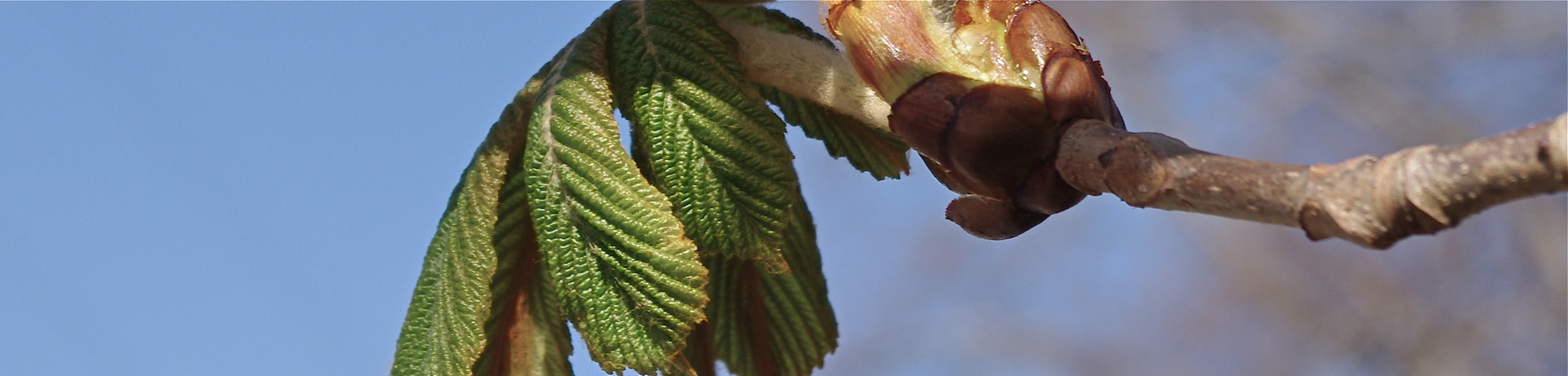 chestnut leaves two