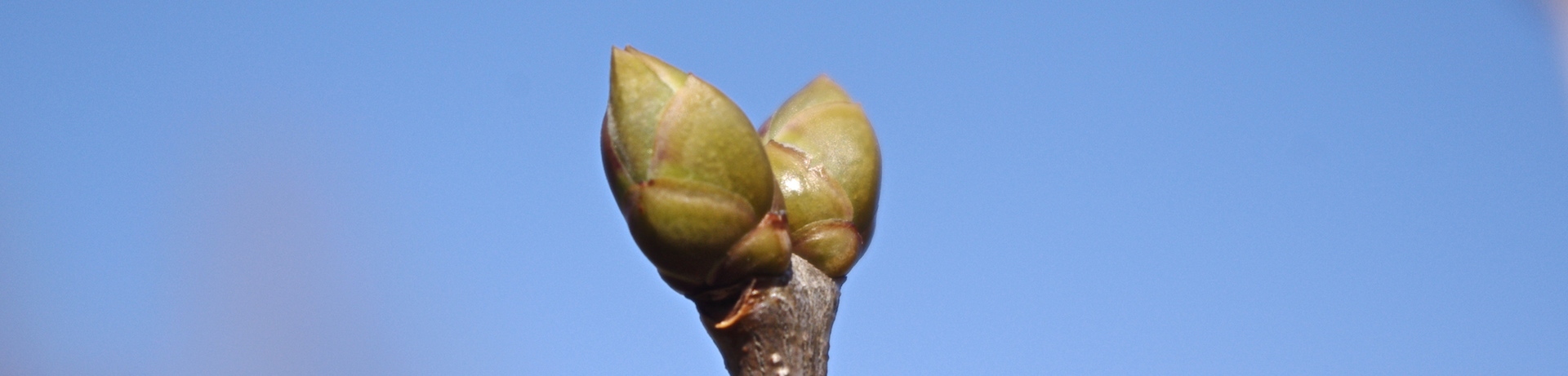 lilac blossom soon