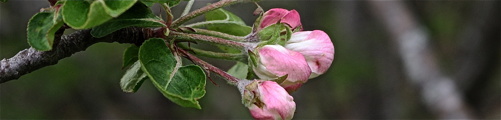 apple buds