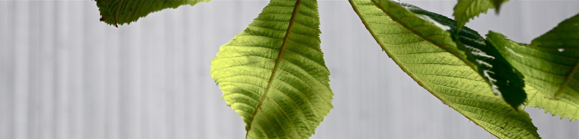 chestnut leaves