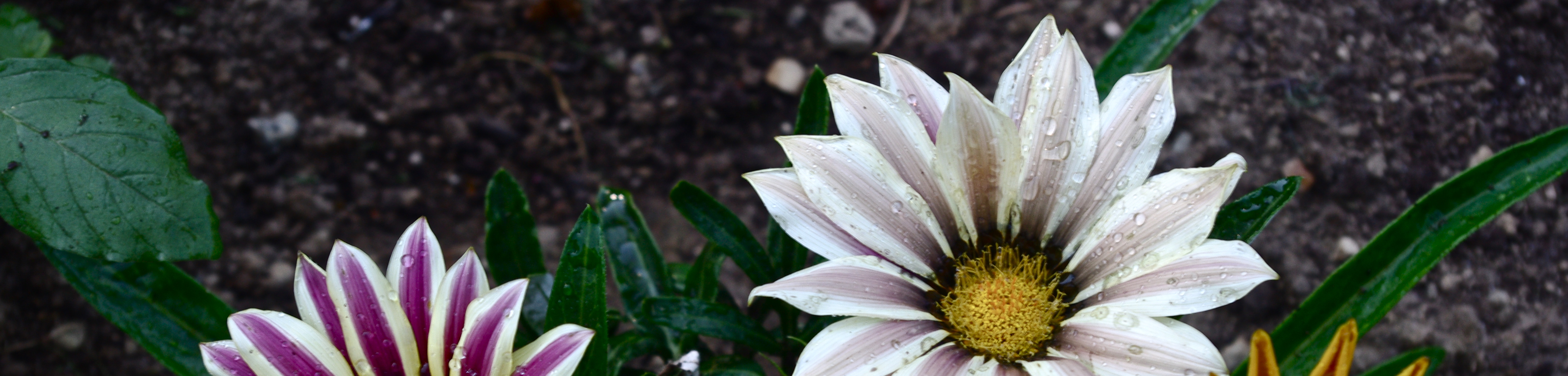 garden annuals