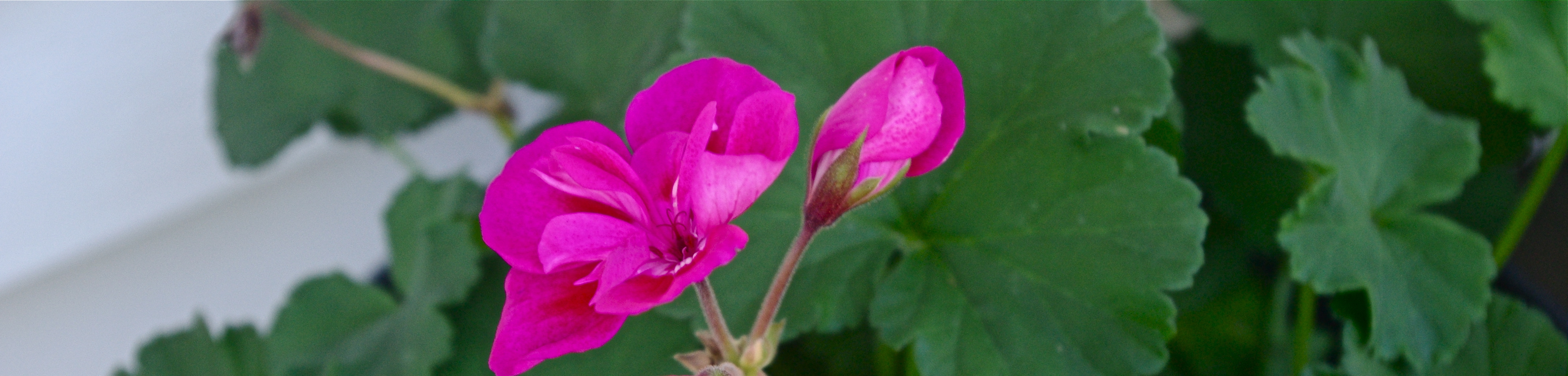 pink geranium