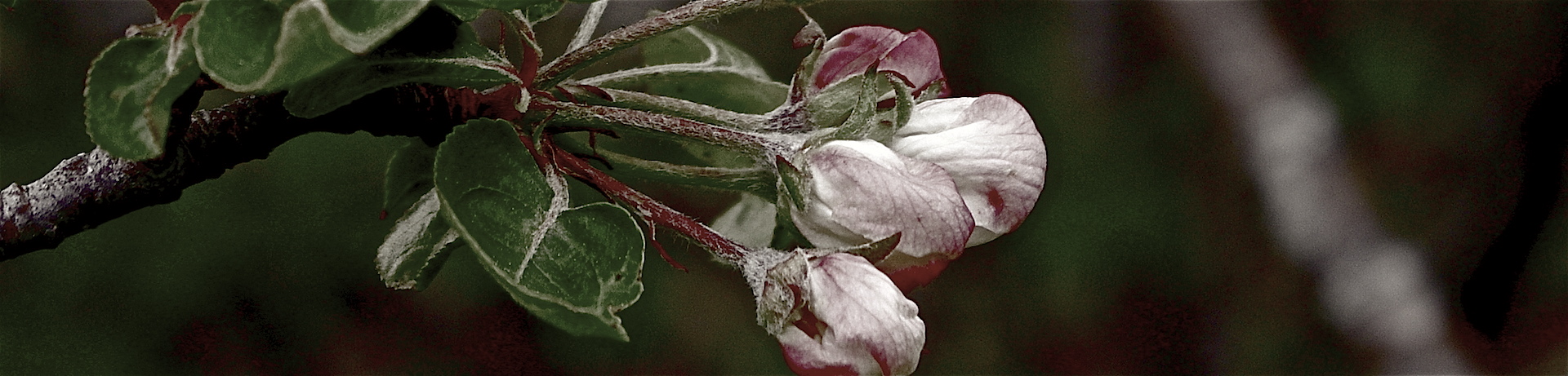 still lovely apple blossom buds