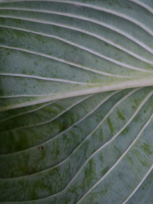 hosta leaf