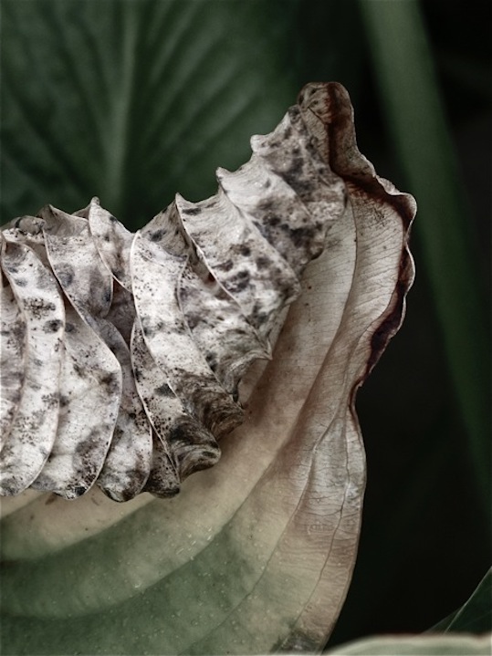 curled hosta